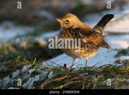 A Fieldfare (Turdus pilaris) alla ricerca di bacche caduti, Gloucestershire Foto Stock