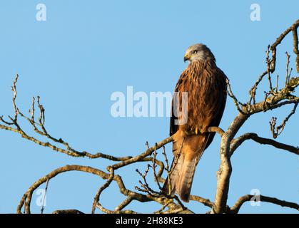 Un acaro rosso selvaggio (Milvus milvus) arroccato sul punto di osservazione per preda mattina presto nel Cotswolds, Gloucestershire Foto Stock