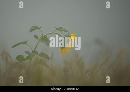 Girasole (Helianthus annuus) al mattino presto in un campo circondato dalla nebbia. Pianta in autunno. Vista laterale. Foto Stock