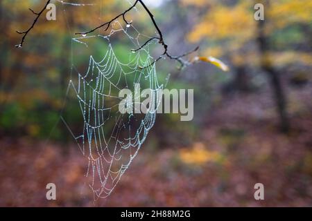 Ragnatela con gocce di pioggia in autunno. Rugiada a ciottoli su ramoscello in foresta. Bellezza nella natura Foto Stock