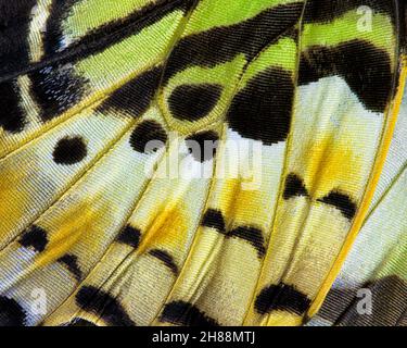 Primo piano di una farfalla (Graphium antiphates verso) ala Foto Stock