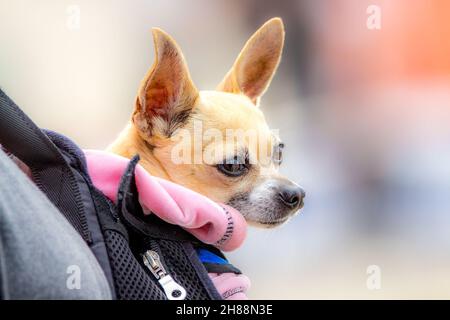 chihuahua che è trasportato in uno zaino Foto Stock