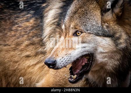 ritratto di un lupo europeo Foto Stock