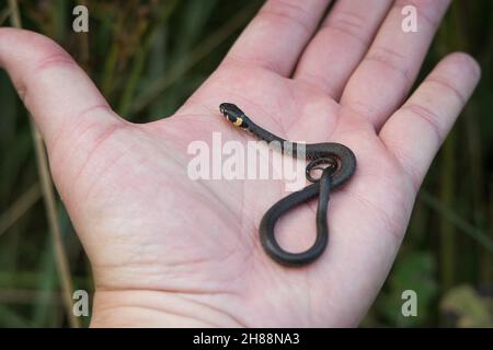 Un piccolo serpente d'erba europea natrix su una palma da vicino Foto Stock