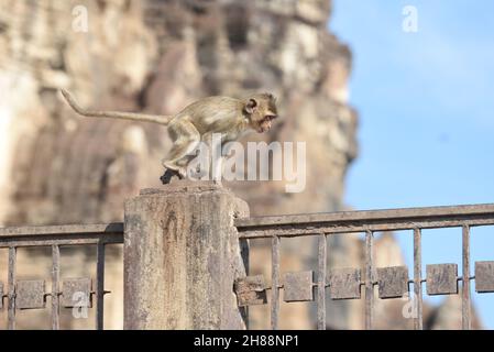 Thailandia - 28 novembre 2021 il 33° Festival Monkey buffet 2021 a Phra Prang Sam Yod, Lop Buri ha ricevuto l'attenzione dei turisti. Foto Stock