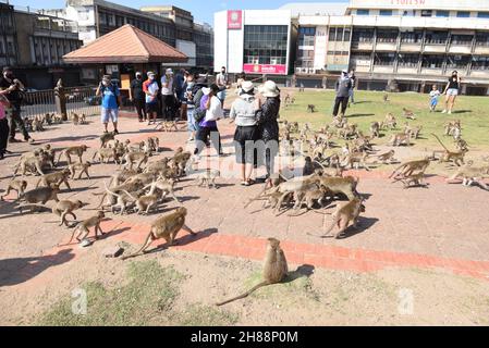 Thailandia - 28 novembre 2021 il 33° Festival Monkey buffet 2021 a Phra Prang Sam Yod, Lop Buri ha ricevuto l'attenzione dei turisti. Foto Stock