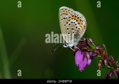 Farfalla blu con borchie d'argento a riposo sull'erica campanaria. Dorset, Regno Unito Foto Stock