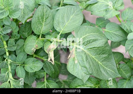 Foglie di patata pianta colpito Phytophthora (Phytophthora infestans). Primo piano. Foto Stock