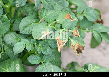 Foglie di patata pianta colpito Phytophthora (Phytophthora infestans). Primo piano. Foto Stock