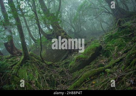 La famosa foresta patrimonio naturale mondiale dell'UNESCO a Shiratani Unsuikyo, isola di Yakushima, Prefettura di Kagoshima, Giappone Foto Stock