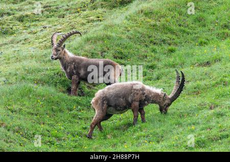 Alpina Ibex pascolo sui prati sopra il Kaiser-Franz-Josefs Höhe sulla strada alpina Grossglockner, Carinzia, Austria Foto Stock