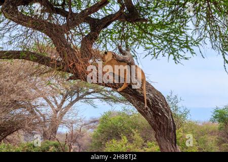 Lionessa adulta (Panthera leo) adagiata su un albero nel parco nazionale di Tarangire, Tanzania Foto Stock