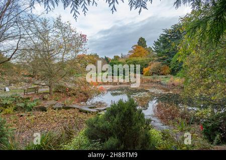 I colori autunnali intorno al lago e il giardino roccioso sono presenti nei Giardini Botanici di Cambridge Foto Stock