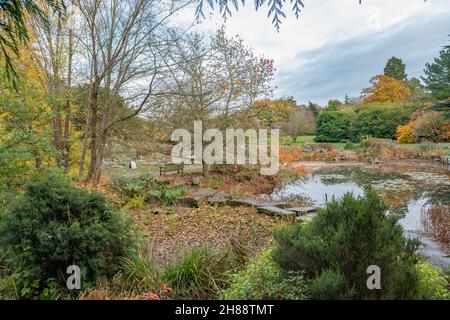 I colori autunnali intorno al lago e il giardino roccioso sono presenti nei Giardini Botanici di Cambridge Foto Stock