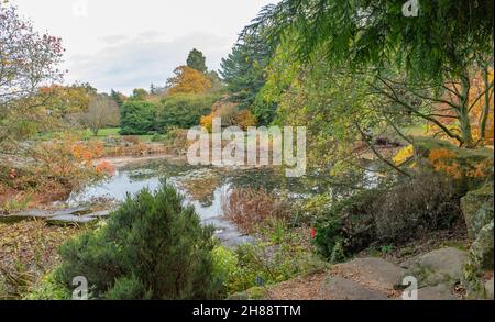 I colori autunnali intorno al lago e il giardino roccioso sono presenti nei Giardini Botanici di Cambridge Foto Stock