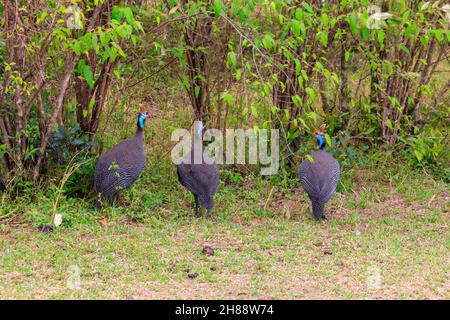 Guineafowl helmeted (Numida meleagris) su prato verde nel parco nazionale di Serengeti, Tanzania Foto Stock