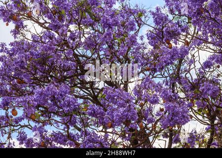 Bella viola vibrante jacaranda albero in fiore Foto Stock