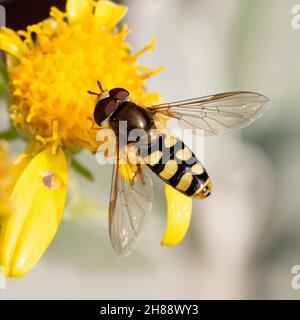 Hover fly / Marmalade hoverfly (Episyrphus balteatus) sulla testa gialla del fiore Foto Stock