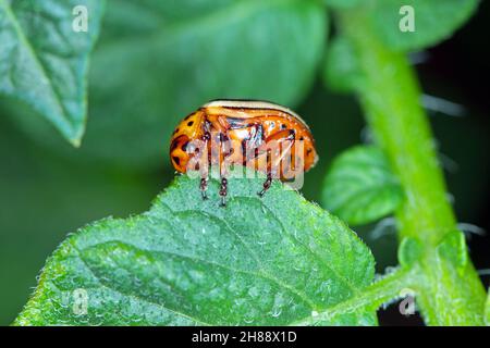 Il coleottero della patata del Colorado (Leptinotarsa decemlineata) mangia le foglie di patata, primo piano. Foto Stock