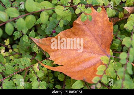 Un primo colpo di un arancio secco caduta foglia tra verde foglie di pianta che crescono nel giardino Foto Stock