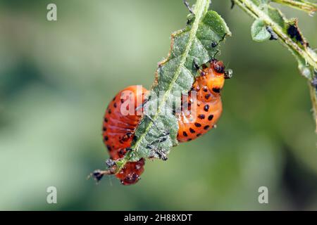 Le larve del Colorado Potato Beetle (Leptinotarsa decemlineata) su foglie di patata danneggiate Foto Stock