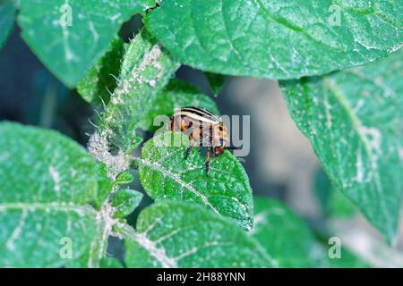 Il coleottero della patata del Colorado (Leptinotarsa decemlineata) mangia le foglie di patata, primo piano. Foto Stock