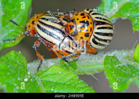 Il coleottero della patata del Colorado (Leptinotarsa decemlineata) mangia le foglie di patata, primo piano. Foto Stock