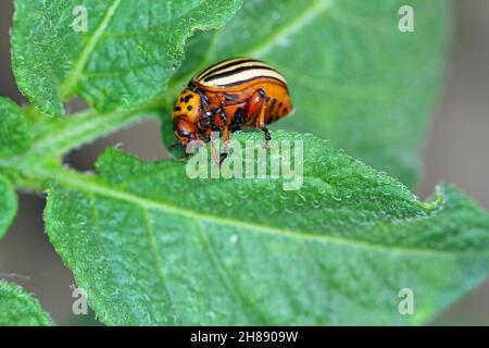 Il coleottero della patata del Colorado (Leptinotarsa decemlineata) mangia le foglie di patata, primo piano. Foto Stock