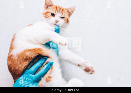 veterinario in guanti medici tiene il gatto nelle sue mani. Concetto per la cura veterinaria dei gatti Foto Stock