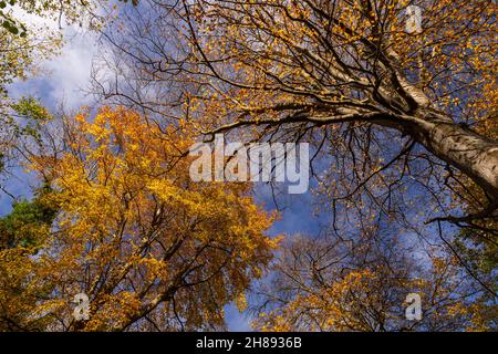 Alberi in colori autunnali, Loggerheads, Galles del Nord Foto Stock