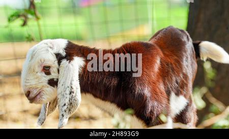 Neonato capretto indiano seduto nel prato verde. Carino capra bianco bambino che gioca nella fattoria animale. Giovane goatling domestico in piedi in un fienile. Foto Stock