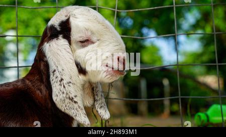 Neonato capra che gioca nella fattoria con una giornata di primavera soleggiata. Adorabile capretto bianco che giace sulla paglia. Fattoria animale. Foto Stock