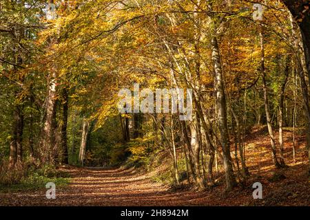 Alberi in colori autunnali, Loggerheads, Galles del Nord Foto Stock