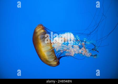 Dettagli di una medusa di tartaruga marina del pacifico Foto Stock