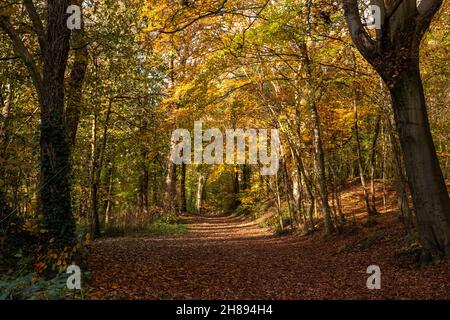 Alberi in colori autunnali, Loggerheads, Galles del Nord Foto Stock