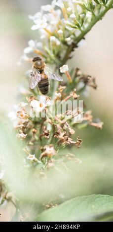 Ape del miele sul cespuglio di Buddleia Foto Stock