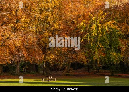 Alberi in colori autunnali, Loggerheads, Galles del Nord Foto Stock