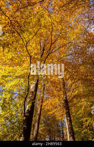 Alberi in colori autunnali, Loggerheads, Galles del Nord Foto Stock