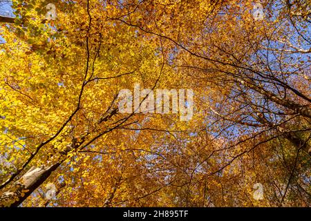 Alberi in colori autunnali, Loggerheads, Galles del Nord Foto Stock
