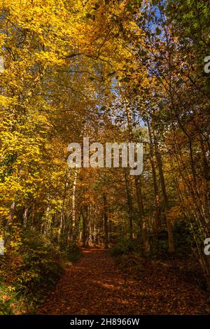 Alberi in colori autunnali, Loggerheads, Galles del Nord Foto Stock
