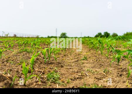 Un campo di mais coperto di gambi verdi alla luce del giorno nella campagna Foto Stock