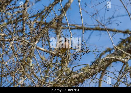 Un uccello di cedro waxwing che gorging su bacche scure con una bacca nella relativa bocca in su su su un cespuglio privet cinese con un cielo blu chiaro nello sfondo in vittoria Foto Stock