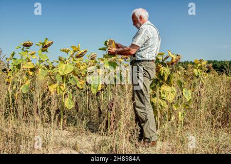 Il vecchio contadino esperto guarda con adorazione i girasoli sul suo campo di pappagallo. Il cambiamento climatico e la mancanza di pioggia stanno rendendo l'agricoltura sempre più mite Foto Stock