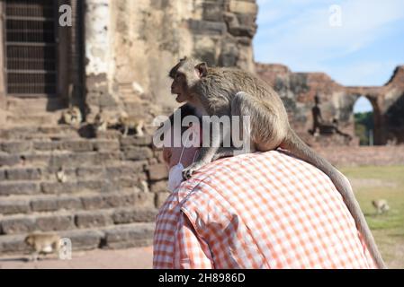 Lop Buri, Lop Buri, Tailandia. 28 novembre 2021. Thailandia - le scimmie salgono sul corpo dei turisti. Al 33 ° ''Wheelchair Monkey Party 2021'' a Phra Prang Sam Yot nella città di Lopburi, Domenica 28 novembre 2021. (Credit Image: © Teera Noisakran/Pacific Press via ZUMA Press Wire) Credit: ZUMA Press, Inc./Alamy Live News Foto Stock