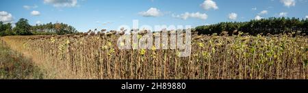 Campo di girasole essiccato nel Brandeburgo. Foto Stock