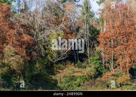 Il sole del tardo pomeriggio splende sugli alberi a Kingley vale, West Sussex. REGNO UNITO Foto Stock