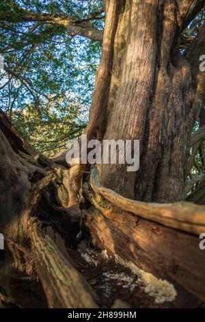 Guardando in su in un albero di Yew nel legno di Yew antico a Kingley vale, Sussex occidentale. Foto Stock