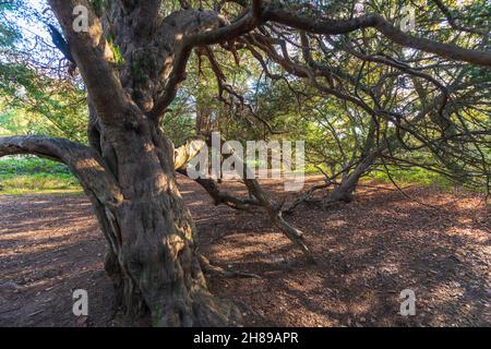 Gli alberi di Yew antichi in una pulizia nella riserva naturale di Kingley vale, Sussex occidentale, Inghilterra. Foto Stock