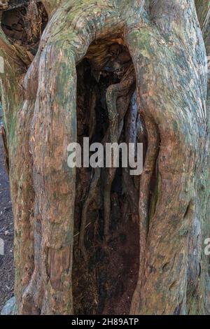 Un albero antico cavo di Yew, Kingley vale, West Sussex. Foto Stock