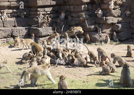 Lop Buri, Lop Buri, Tailandia. 28 novembre 2021. Thailandia - Un grande gruppo di scimmie mangia una varietà di frutti il 33 ° Festival di alimentazione delle scimmie si svolge ogni anno. A Phra Prang Sam Yot e Phra Kan Santuario nella città di Lopburi, Domenica 28 novembre, 2021.Thailand - Un grande gruppo di scimmie mangia una varietà di frutta il 33th Monkey Feeding Festival si svolge ogni anno. A Phra Prang Sam Yot e Phra Kan Santuario nella città di Lopburi, Domenica 28 novembre 2021. (Credit Image: © Teera Noisakran/Pacific Press via ZUMA Press Wire) Credit: ZUMA Press, Inc./Alamy Live News Foto Stock